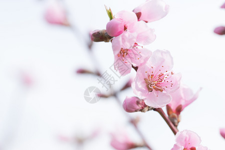 芽新鲜的花瓣桃以天然本底为背景紧闭着桃花图片