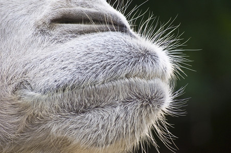 鼻子紧闭骆驼的嘴嚼单峰图片