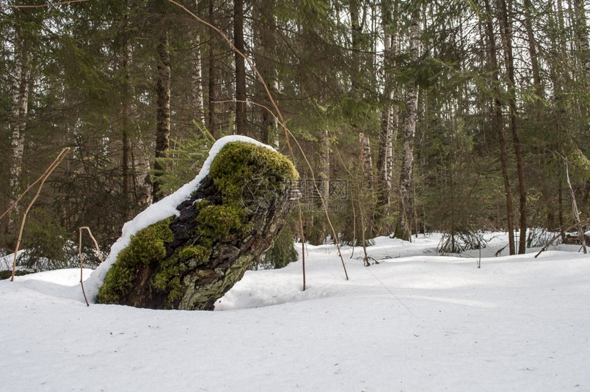 晴天自然青春初森林下雪的老树黑暗图片