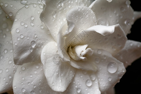 生长绿色植物栀子花与雨滴宏观图片