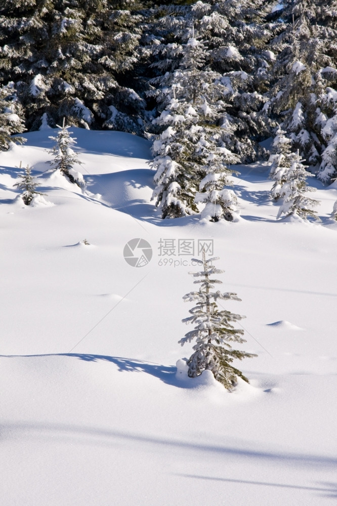 季节帽山岳上满是鲜粉雪下的图片