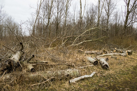 破碎的林业环境森中的风暴破坏图片
