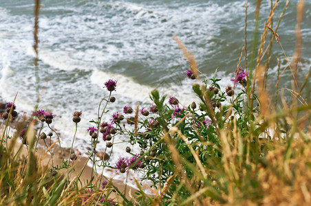 自然沙滩上的蓟花图片