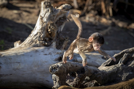 一种只婴儿哈马德拉斯巴布恩在树枝下坠的外面玩耍狒背景图片