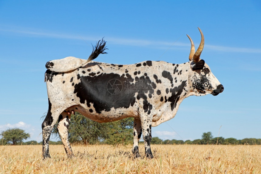 农业动物Nguni牛南非的土著牲畜品种农村场非洲人图片
