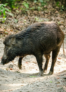 亚洲丛林野猪饲养雄生动物和照片荒野危险的棕色图片
