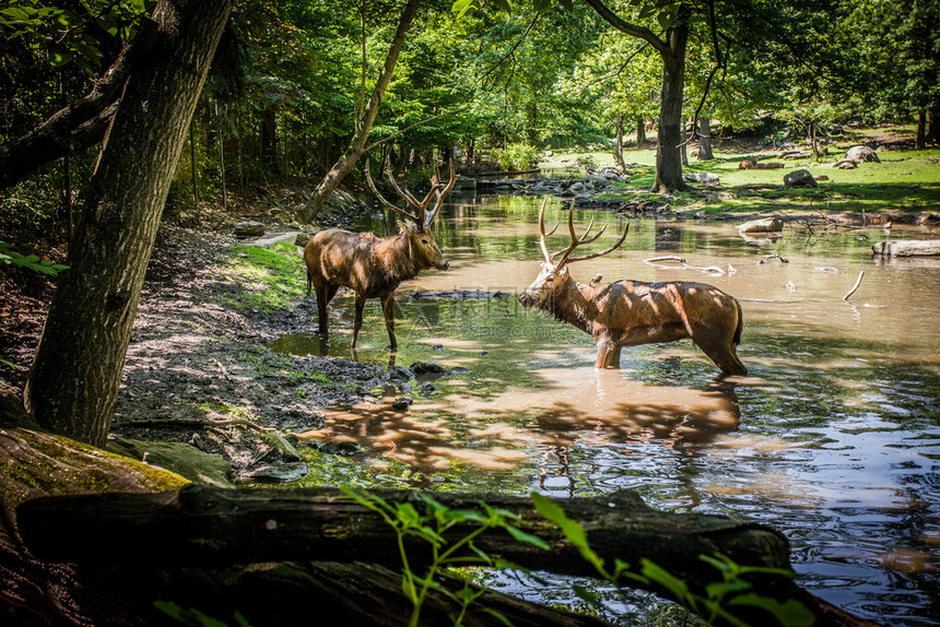 鹿在河边的战斗草喇叭野生动物图片