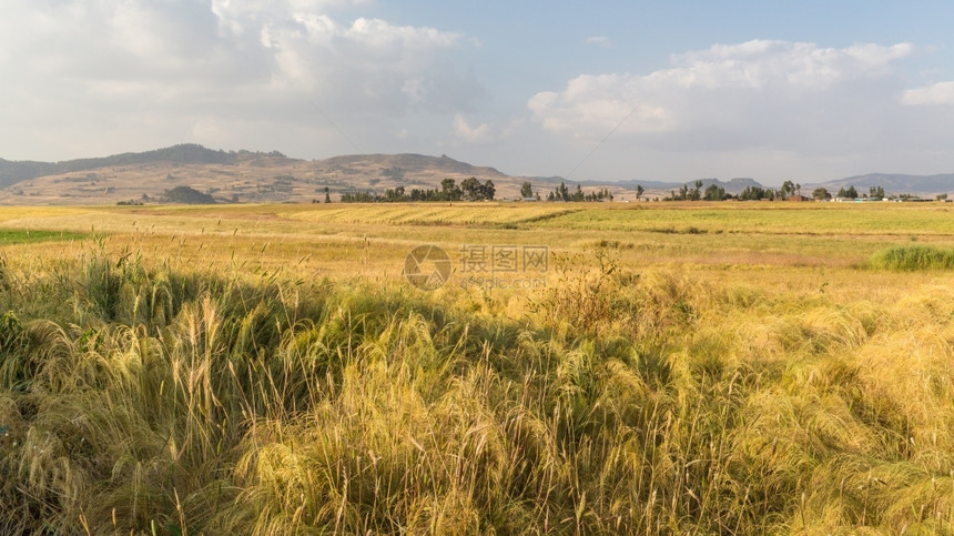 植物太阳户外埃塞俄比亚农地小麦田日落的金光照亮了埃塞俄比亚农村田图片