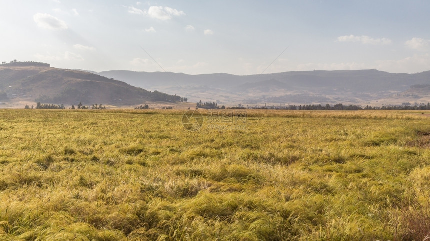 经过植物一种埃塞俄比亚农地小麦田日落的金光照亮了埃塞俄比亚农村田图片