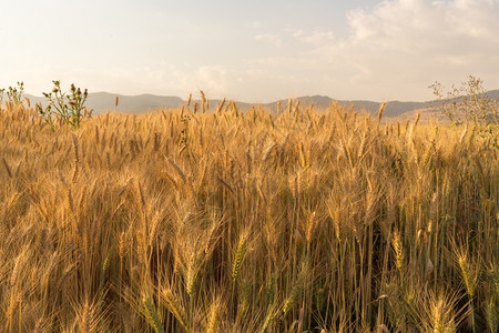 埃塞俄比亚农地小麦田日落的金光照亮了埃塞俄比亚农村田天空山脉经过图片