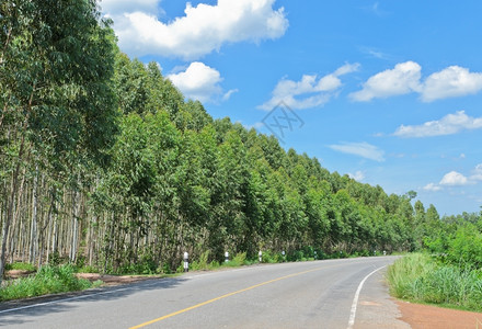 沿着桉树公路的Eucalyptus种植园高的图片