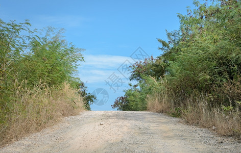 旅行巷道在阳光明媚的白天农村树木之间的小石路自然图片