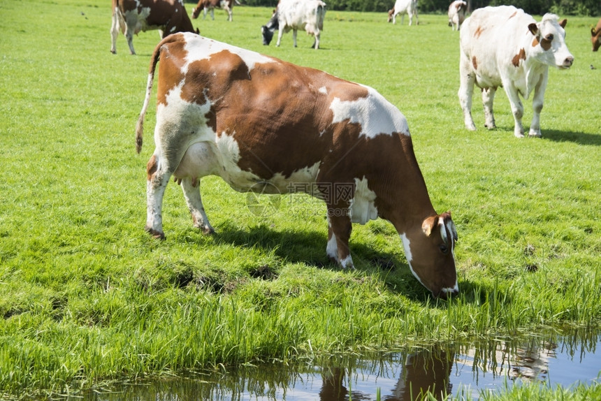 乡村的喝草原从小河中饮红奶牛和白图片