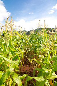 种子玉米田对抗蓝云天空食物叶子图片