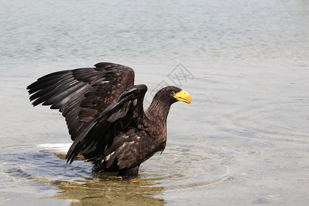猛禽白尾鹰在水中棕色的鸟图片
