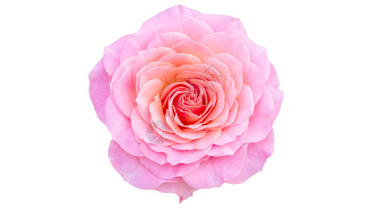 白色背景的粉红玫瑰开花苍白灌木图片