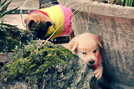 亚洲人衣服两只可爱的小狗在花园一起玩狗是友善的动物忠诚帽子图片