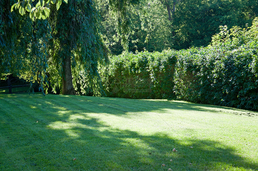 草地瑞典新修剪的草坪被树木包围在夏天的阳光花园里瑞典新修剪的草坪周围是树木叶绿素经过图片