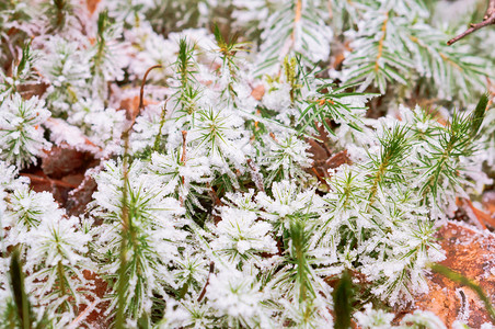 草上的霜植物冰晶雪中草植物上冰晶乡村美丽寒冷图片