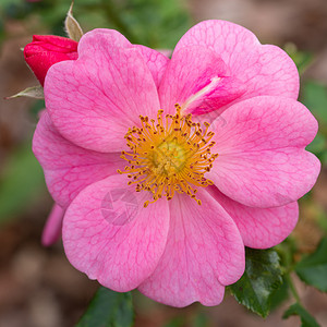 小矮人玫瑰罗莎露天花朵爱蜜的夏天花朵多年生户外瓣图片