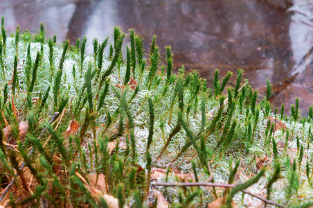 季节草上的霜植物冰晶雪中草上霜植物冰晶美丽叶子图片