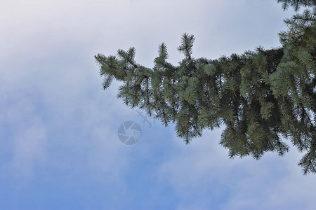 引脚冷杉水平的蓝色树枝在天空背景下以对齐位置排列图片