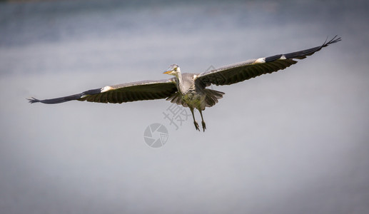 腿眼睛灰苍鹭Ardeacinerea在飞行中灰色的图片