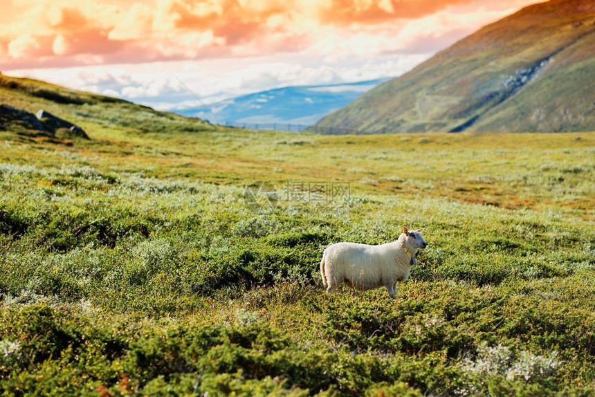 重点夕阳山脉背景中的挪威绵羊夕阳山脉背景中的挪威绵羊高清专注图片