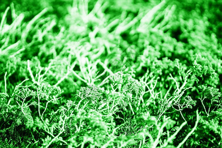 苔藓挪威绿针枝背景hd挪威绿针树枝背景ibc户外背景图片