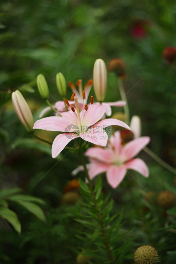 高草的粉红色大百合花粉有香味的颜色图片