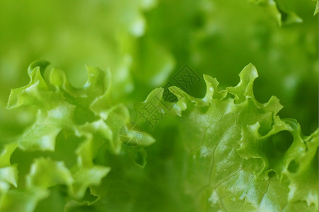 绿色新鲜的小吃生菜叶子背景关闭生菜图片