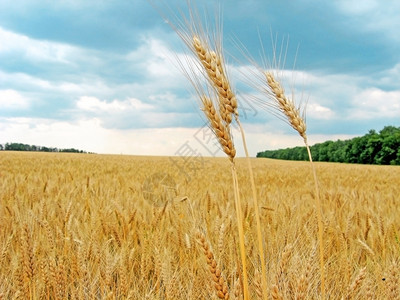 农业场地小麦田成熟耳朵的视野玉米图片