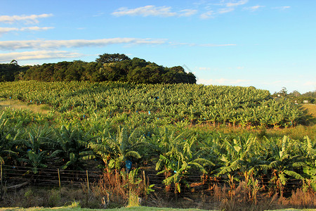 香蕉园与亮蓝阳光天空的相片植物明亮的水果图片