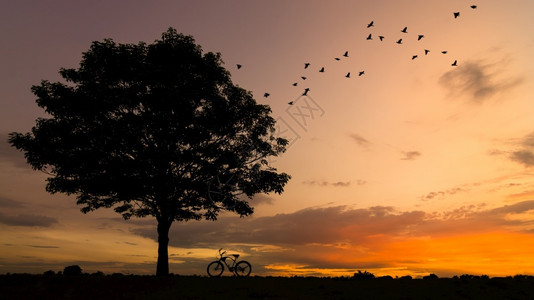 男人骑术太阳日落与鸟儿一起飞回蜂巢的休绿树和自行车上骑图片