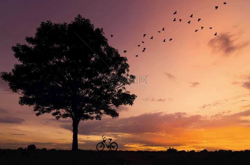 太阳日落与鸟儿一起飞回蜂巢的休绿树和自行车上男人积极的假期图片