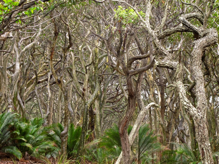 Eucalyptus森林由风形成沿海eucalyptus森林由风形成奥地利树日志海岸图片