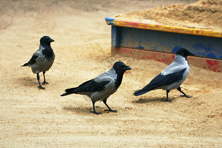 一些乌鸦在游乐场周围走来去寻找食物森林鸟草图片