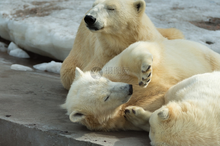 育儿保护由北极熊母和幼组成的动物群他们休息睡在一起说谎图片