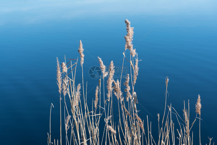 美丽的太阳光干燥以平静蓝水为背景的鲜花蓝色户外季节图片