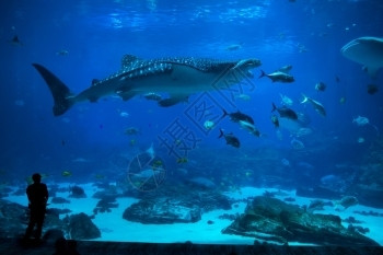 潜水员团体旅行一群人在水族馆观察鱼群高清图片