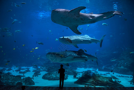 潜水员海洋一群人在水族馆观察鱼群轮廓图片