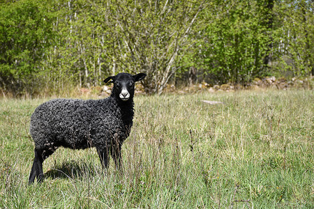 黑色上的红羊场地春季黑羊站在草地的原上春天季节背景
