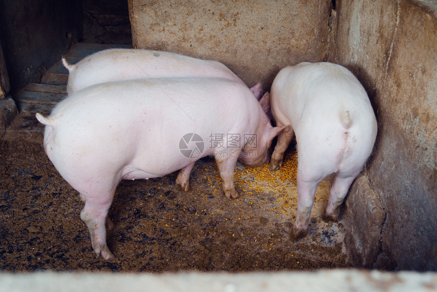 猪在养场喂吃玉米种子东西喂食养自然图片