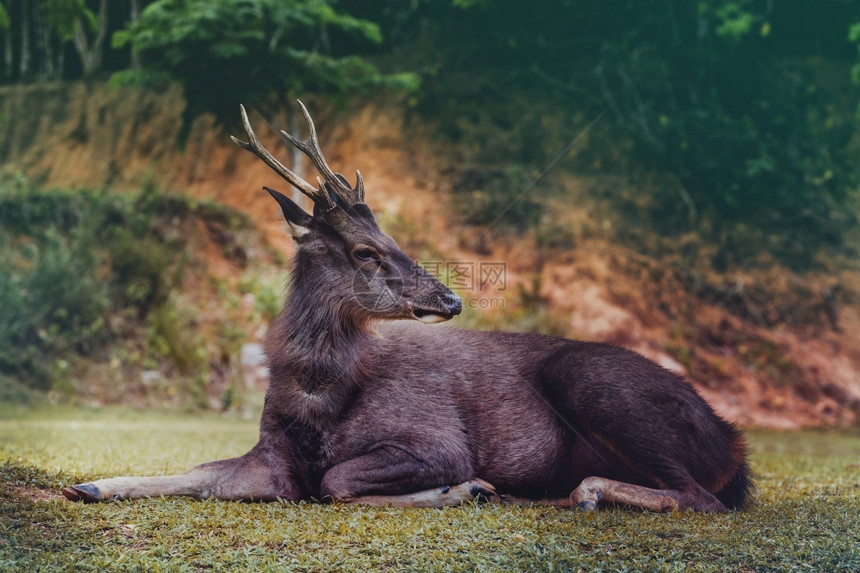 山巴鹿躺在绿色田地上亚伊公园泰兰水鹿土地荒野图片