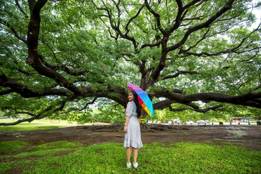 女在泰国Kanchanaburi大树上站着的女人士热带图片