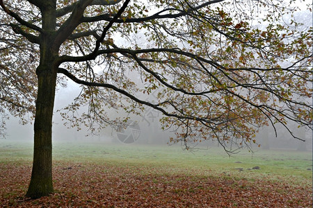 荷兰瓦塞纳尔DePaauw的雾中比奇树叶子自然有雾图片