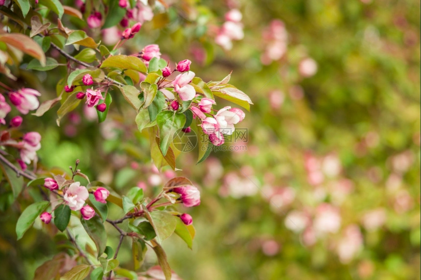 季节颜色春天公园的粉红花朵开苹果树绿色图片