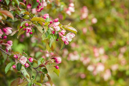 季节颜色春天公园的粉红花朵开苹果树绿色图片