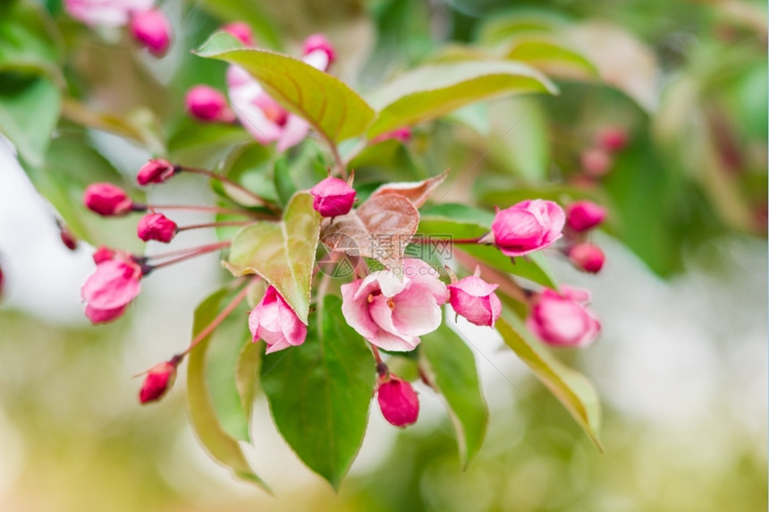 果园春天公的粉红花朵开苹果树分支粉色的图片