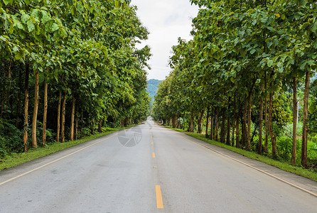 带有Teak树的乡边公路街道叶子柚木图片